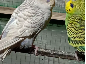 Budgies Parrots