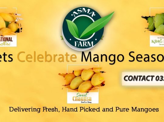 Sindhri Mango Sale 1100 Per Peti
