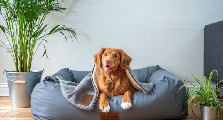 Kia Sportage Bold Smart & Adventure-Ready